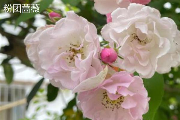 蔷薇有什么花语，代表热恋、友谊长青、爱的诺言