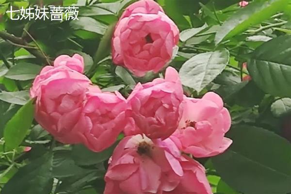 蔷薇有什么花语，代表热恋、友谊长青、爱的诺言