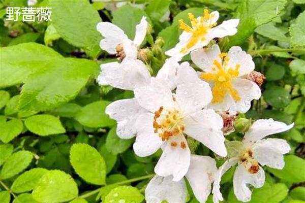 蔷薇有什么花语，代表热恋、友谊长青、爱的诺言