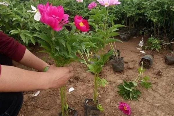 芍药2月移栽会活吗，2月份移栽能活