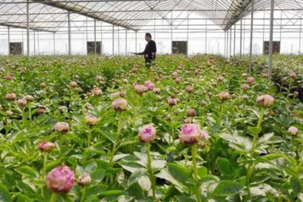 芍药2月移栽会活吗，2月份移栽能活