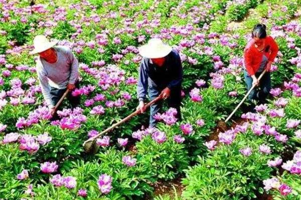芍药2月移栽会活吗，2月份移栽能活