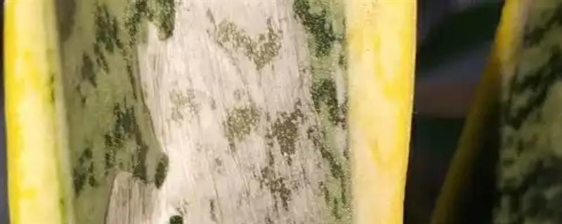 虎皮兰的叶子为什么发白，一般是光照过强、浇水过多等原因所致