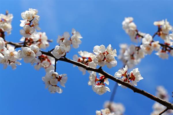 杏花的颜色，以白色、粉色为主