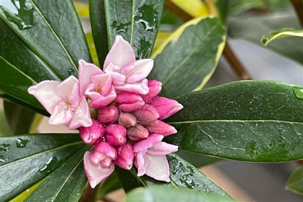 瑞香花有什么寓意，代表万事如意、希望生机
