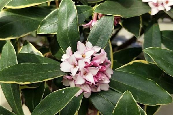 瑞香花有什么寓意，代表万事如意、希望生机