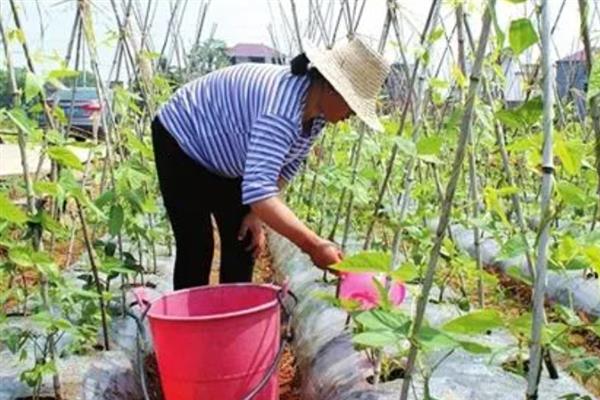 豆角施什么肥可以提高产量，土壤贫瘠需施入充足的有机肥当作基肥