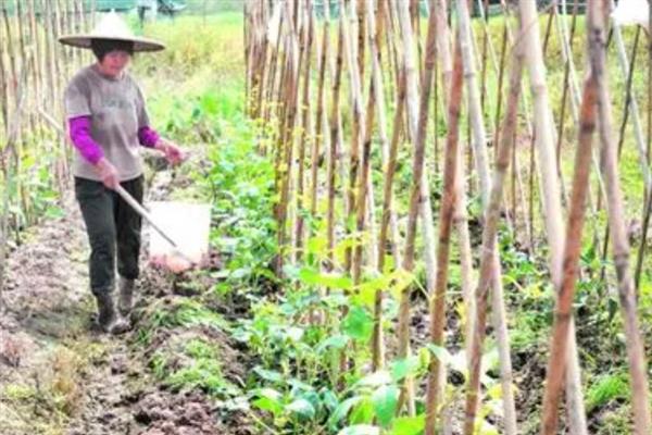 豆角施什么肥可以提高产量，土壤贫瘠需施入充足的有机肥当作基肥