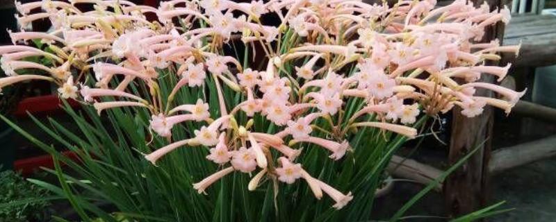 如何养殖垂筒花，生长期间每隔20-25天追肥一次