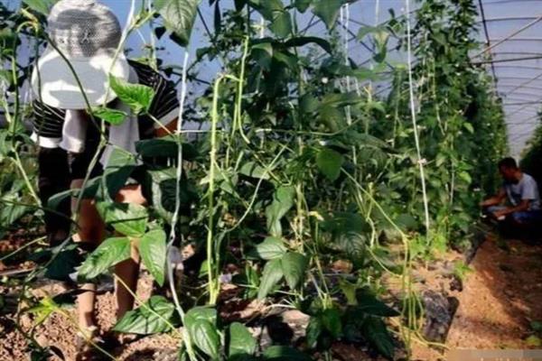 豆角施什么肥可以提高产量，土壤贫瘠需施入充足的有机肥当作基肥