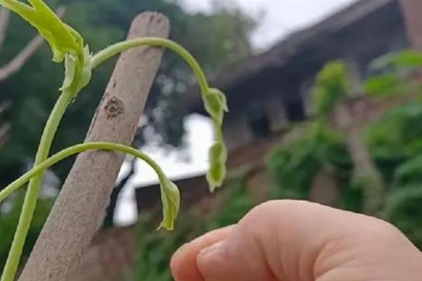豆角施什么肥可以提高产量，土壤贫瘠需施入充足的有机肥当作基肥