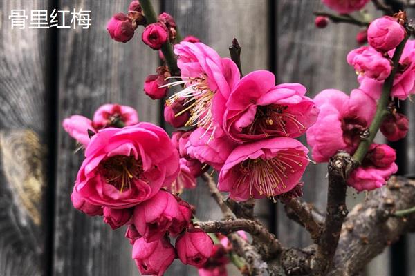 红须朱砂梅与骨里红梅有什么区别，前者叶片呈卵形、后者叶片呈椭圆形
