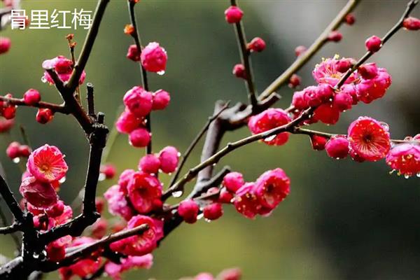 红须朱砂梅与骨里红梅有什么区别，前者叶片呈卵形、后者叶片呈椭圆形