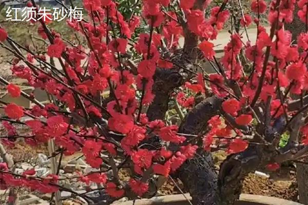 红须朱砂梅与骨里红梅有什么区别，前者叶片呈卵形、后者叶片呈椭圆形