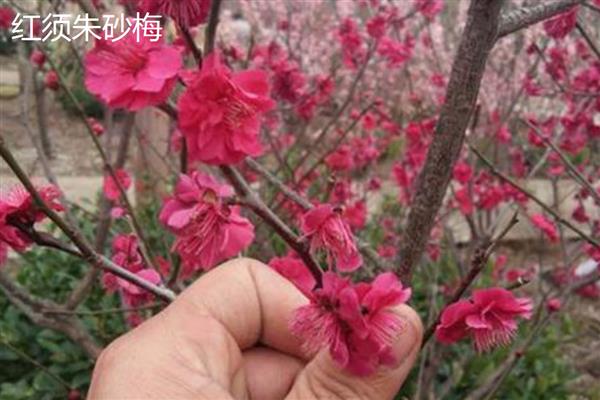 红须朱砂梅与骨里红梅有什么区别，前者叶片呈卵形、后者叶片呈椭圆形