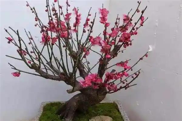 红须朱砂梅与骨里红梅有什么区别，前者叶片呈卵形、后者叶片呈椭圆形