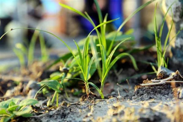 小草的象征是什么，具有顽强、奉献等含义