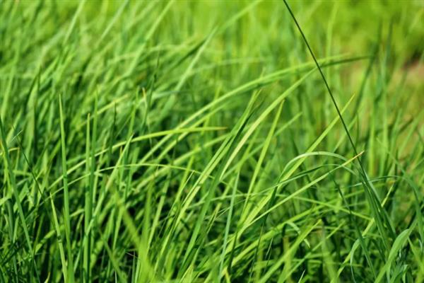 小草的象征是什么，具有顽强、奉献等含义