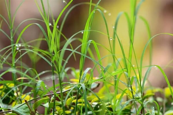 小草的象征是什么，具有顽强、奉献等含义