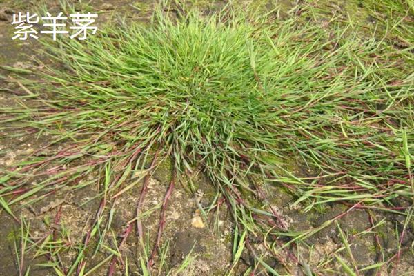 小草的象征是什么，具有顽强、奉献等含义