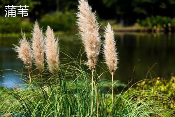 小草的象征是什么，具有顽强、奉献等含义