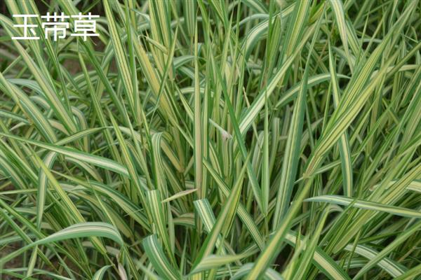 小草的象征是什么，具有顽强、奉献等含义