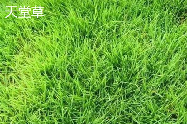 小草的象征是什么，具有顽强、奉献等含义