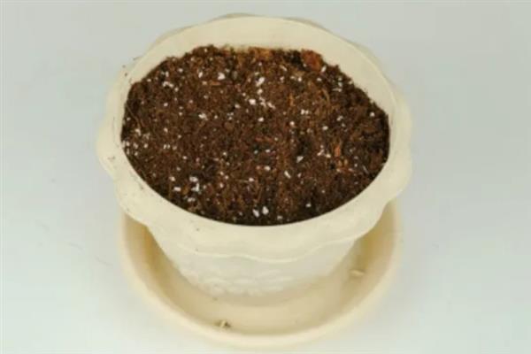 鸿运当头的移植方法，换土移植要带上原土