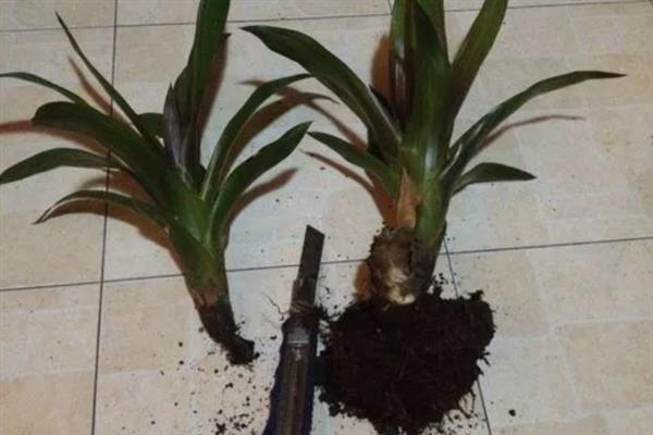 鸿运当头的移植方法，换土移植要带上原土