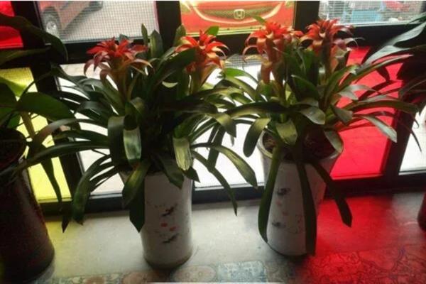 鸿运当头的移植方法，换土移植要带上原土