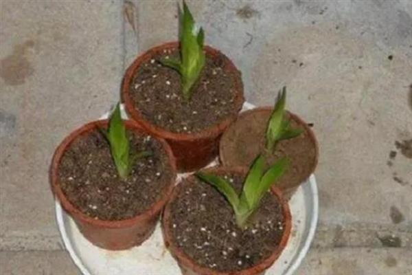 鸿运当头的移植方法，换土移植要带上原土