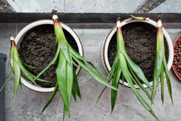 鸿运当头的移植方法，换土移植要带上原土