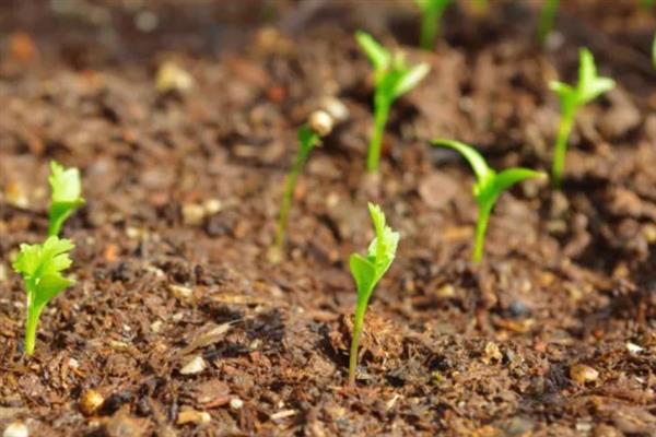 鸿运当头的移植方法，换土移植要带上原土