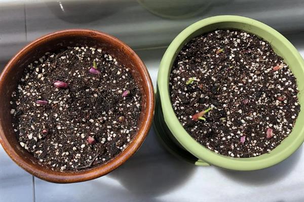 鸿运当头的移植方法，换土移植要带上原土