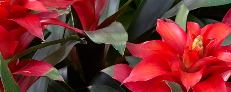 鸿运当头的移植方法，换土移植要带上原土