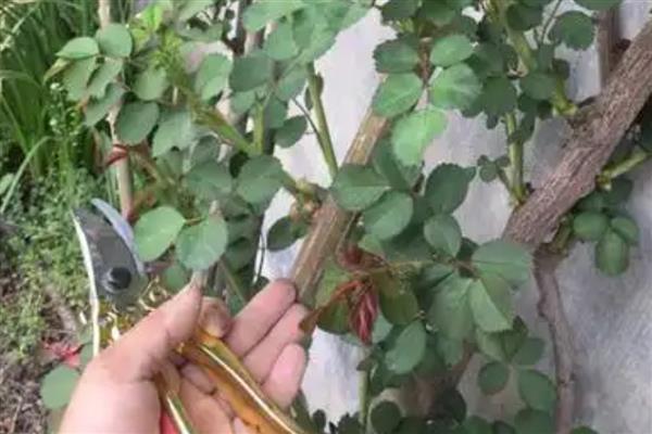 蔷薇花的修剪方法，修剪原则就是去弱、病枝，留强