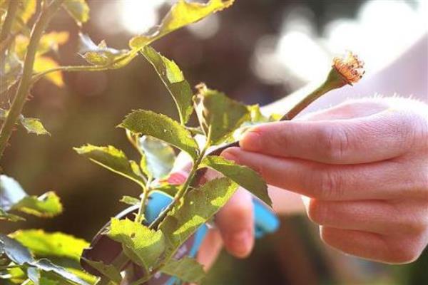 蔷薇花的修剪方法，修剪原则就是去弱、病枝，留强