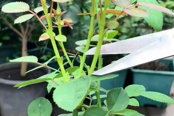 蔷薇花的修剪方法，修剪原则就是去弱、病枝，留强