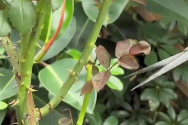 蔷薇花的修剪方法，修剪原则就是去弱、病枝，留强