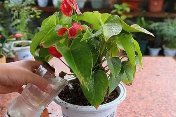 红掌的气根越来越高怎么解决，则需及时进行修剪