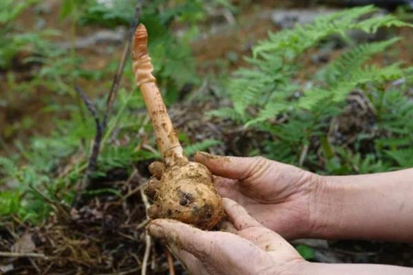天麻的播种方法，将萌发菌洒在树叶上再放上菌棒
