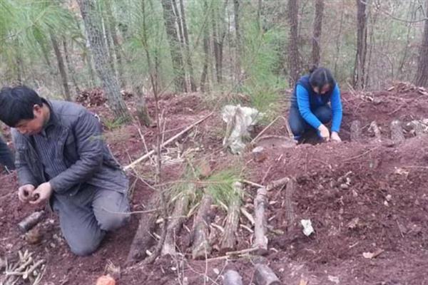天麻的播种方法，将萌发菌洒在树叶上再放上菌棒
