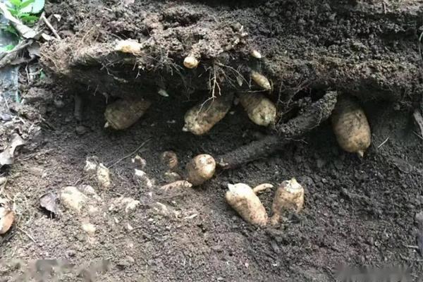 天麻的播种方法，将萌发菌洒在树叶上再放上菌棒