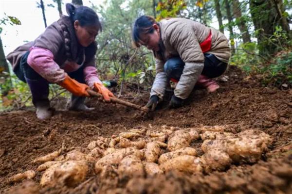 天麻的播种方法，将萌发菌洒在树叶上再放上菌棒