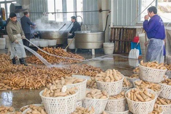 天麻的播种方法，将萌发菌洒在树叶上再放上菌棒