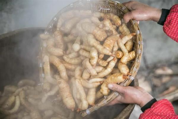 天麻的播种方法，将萌发菌洒在树叶上再放上菌棒