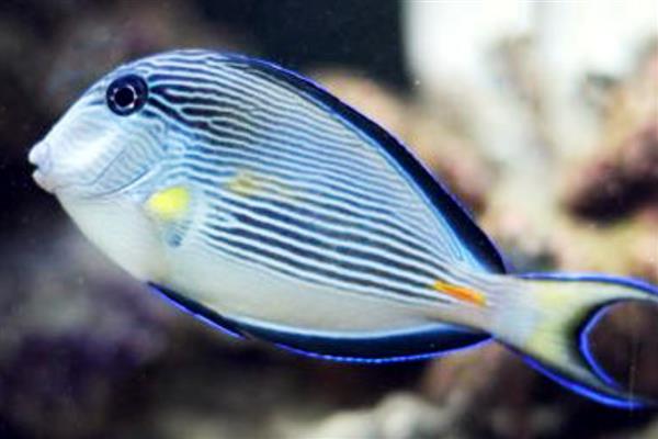 红海骑士好不好养,有一定的饲养难度