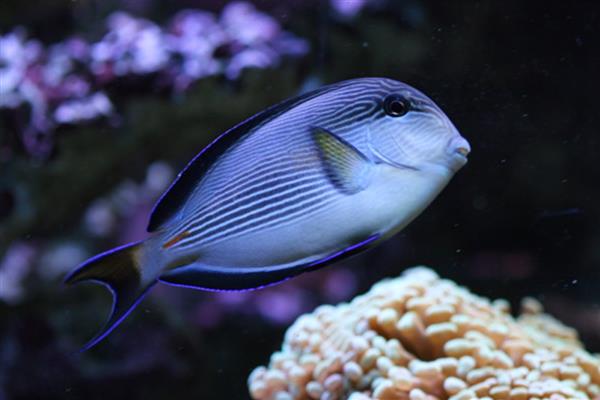 红海骑士好不好养,有一定的饲养难度