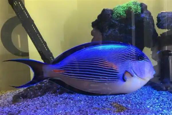 红海骑士好不好养,有一定的饲养难度