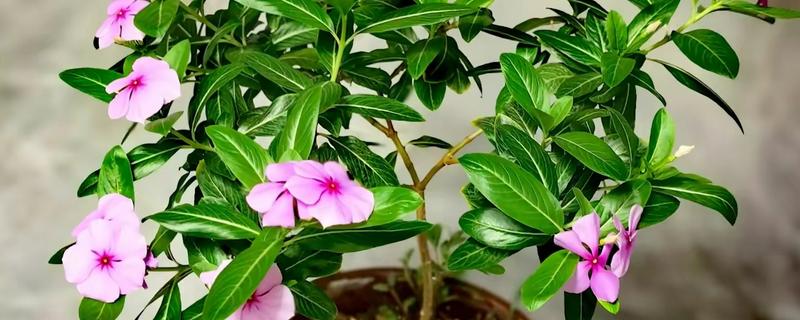 天天开花的养殖方法，适宜生长在温暖的气候环境中